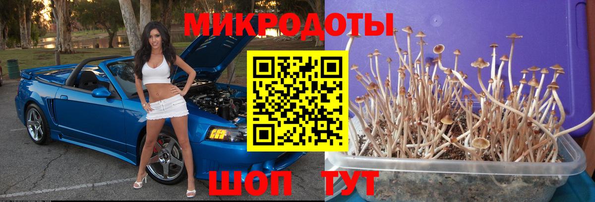 Галлюциногенные грибы Psilocybe Наро-Фоминск